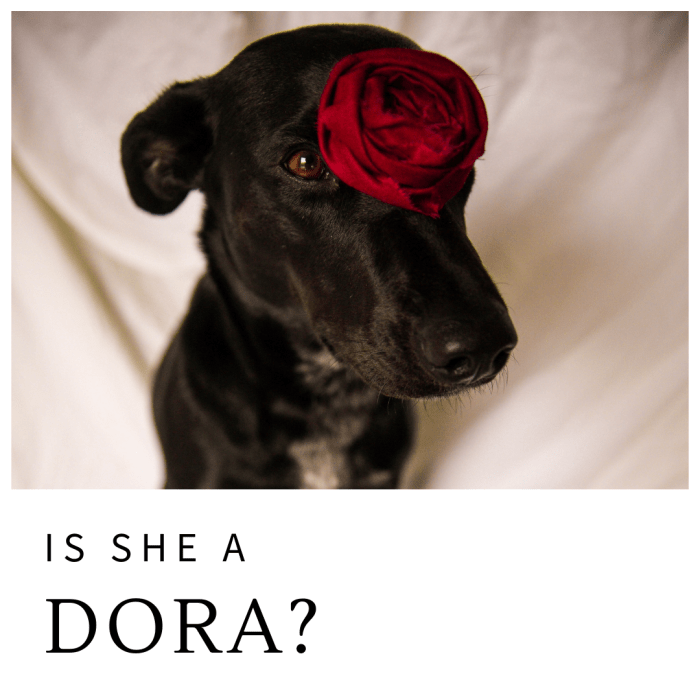 150+ Beautiful and Flower Names for Dogs