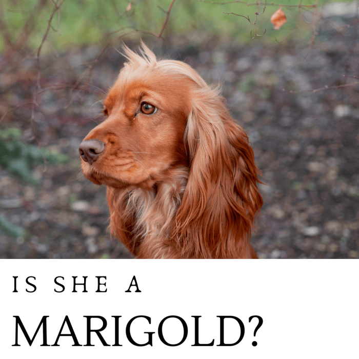 150+ Beautiful and Flower Names for Dogs PetHelpful By