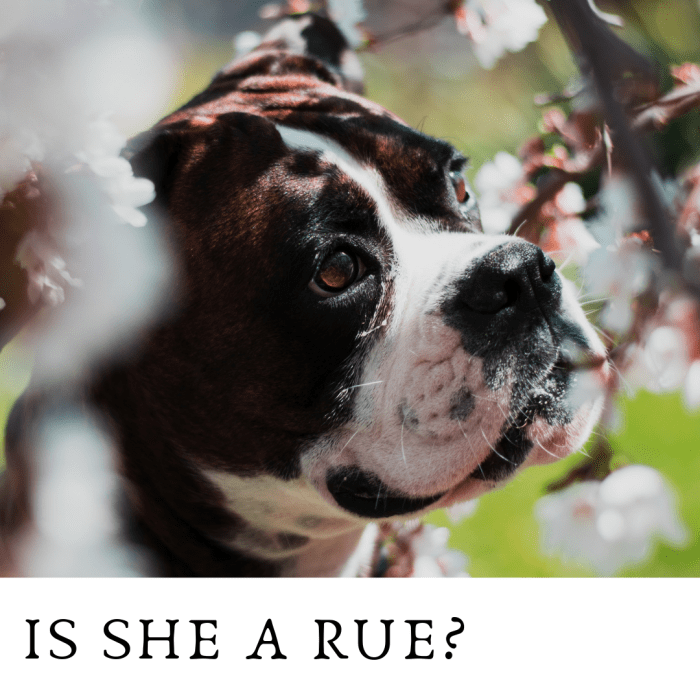 150+ Beautiful and Flower Names for Dogs