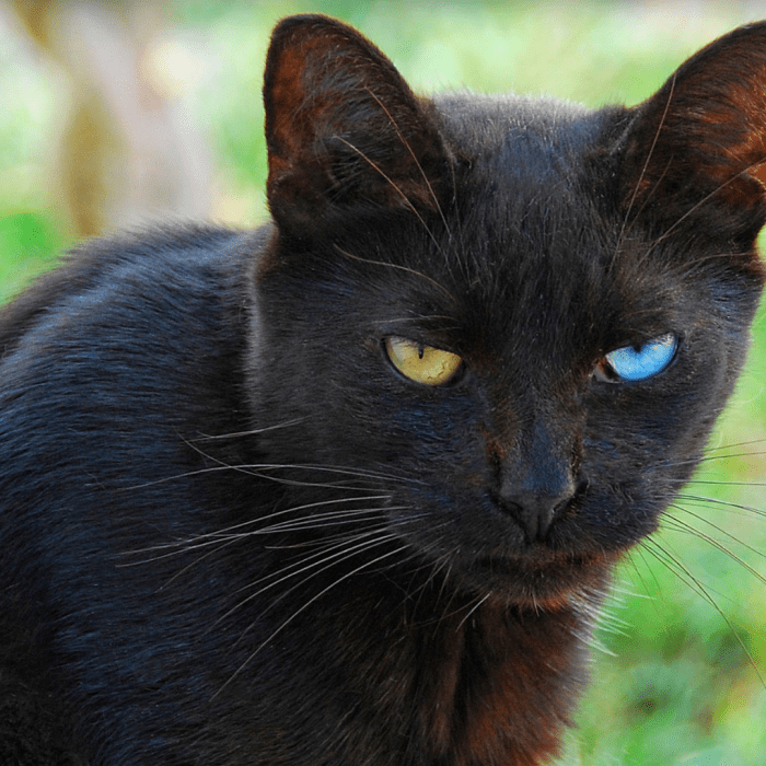 150-names-for-cats-with-different-colored-eyes-heterochromia