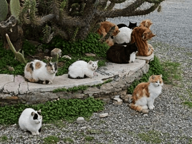 Feral cats seeking warmth by body heat between them. Please provide shelter to keep cats out of the cold.