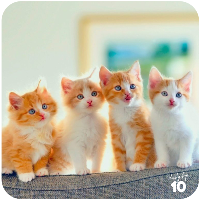 Top 10 Cutest Cat Pictures of All Time (Plus Honorable Mentions