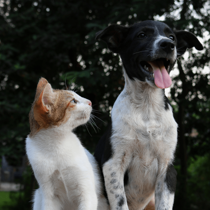 A dog's temperament rather than breed is one of the biggest deciding factors of whether it will get along with cats and small animals.