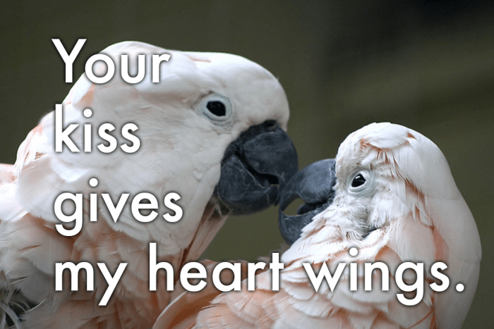 Un mensaje de amor para los pájaros de una pluma: "Tu beso le da alas a mi corazón.""Your kiss gives my heart wings."