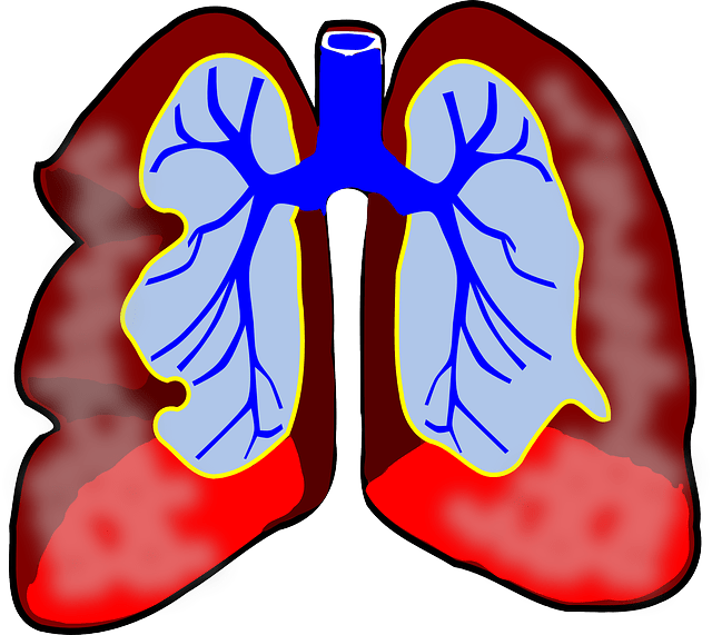 These are the lungs. The diaphragm rests right below the lungs. Expansion is needed upon inhalation to fill the lungs with adequate amounts of air.