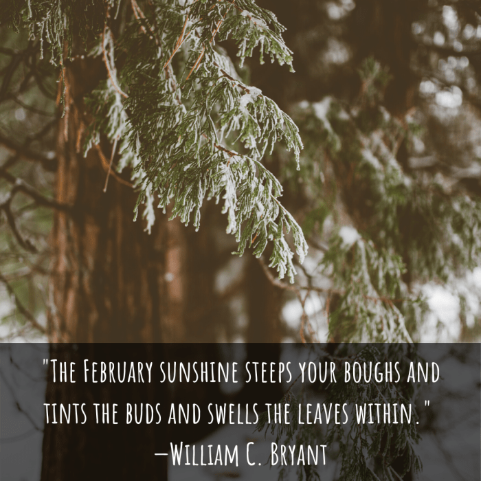 "The February sunshine steeps your boughs and tints the buds and swells the leaves within." —William C. Bryant