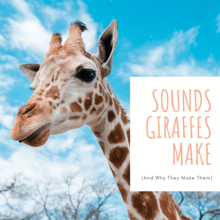 12 Sounds Giraffes Make Owlcation