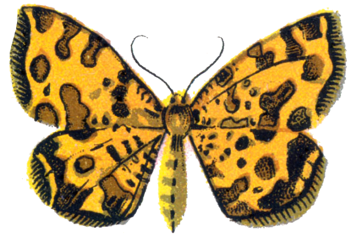 A yellow butterfly may mean a dreamer is experiencing a mood transformation or a more positive and defined sense of self.