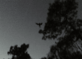 The nightmare for Point Pleasant began in November of 1966 with the appearance of a bird-like creature who some considered a messenger of doom.