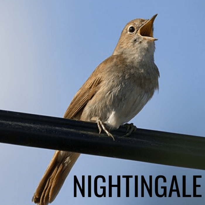 The nightingale is associated with love, longing, and creativity.