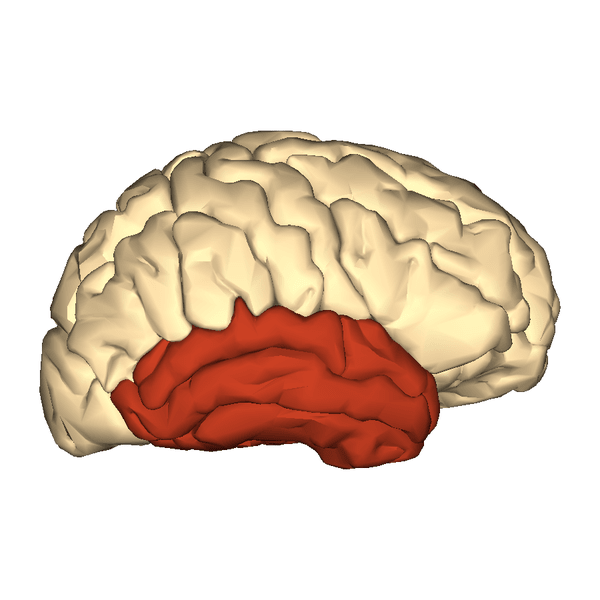 The temporal lobe of the brain - when stimulated with electricity, doppelganger-like sensations were felt.