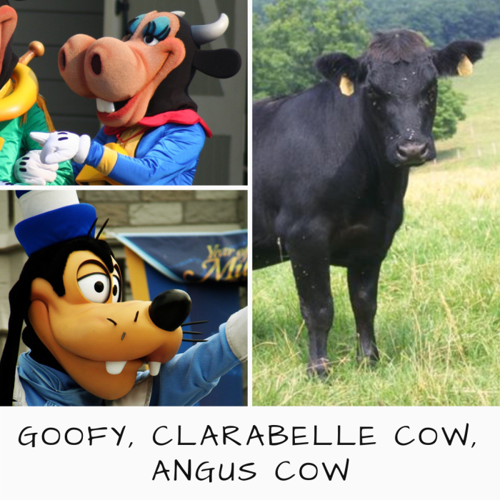 Goofy and Clarabelle Cow compared to the Angus breed. What species is Goofy? Decide for yourself.