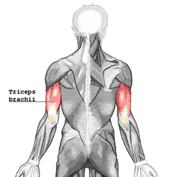 The triceps: the muscle group which, on contraction, allows you to extend your arms. Often works in concert with the pectorals, and will get worked out not-quite-as-hard as the biceps during Shoulders and Arms.