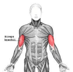 The biceps: the muscle group which contracts when you bend your arm. It's also the opposing muscle group to your triceps, and one of the muscles (over)exercised in P90X: Shoulders and Arms.
