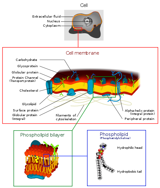 The cell membrane is a semipermeable lipid bilayer common to all living cells. It contains primarily proteins and lipids, which are involved in cellular processes.