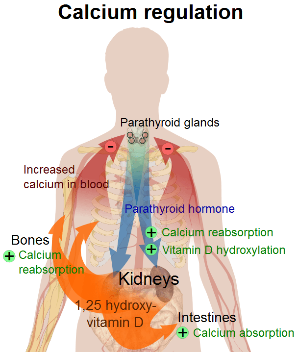 This image shows how calcium is regulated in the body. How vitamin D affects this regulation is shown in orange.
