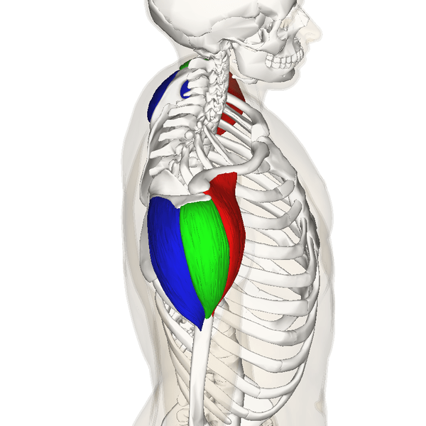 Diagram showing the three heads of the deltoid muscle. The posterior deltoid is blue, the lateral deltoid is green, and the anterior deltoid is red.