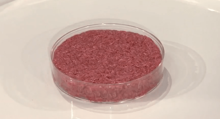The first cultured meat hamburger ready to be cooked. This will be the future of meat production, where no antibiotics or hormones are used.