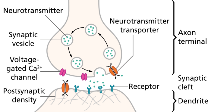 Vitamin C is needed in order to make certain neurotransmitters.