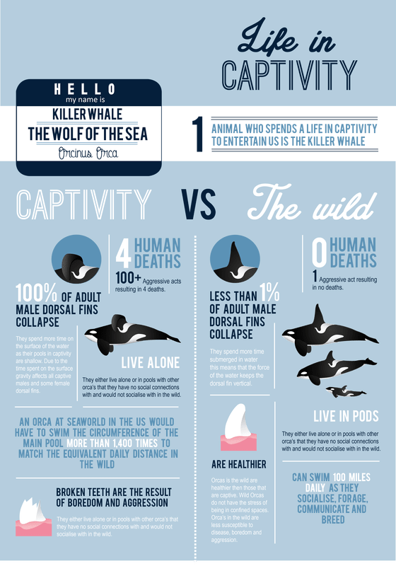 Why We Need to End Captivity of Killer Whales or Orcas - Soapboxie