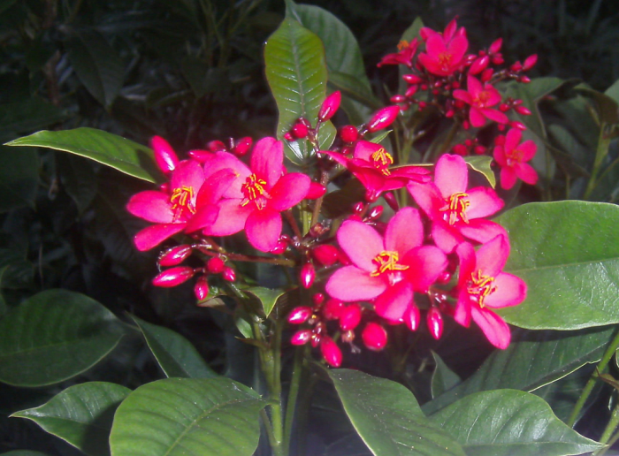 These where other flowers from my neighbor's garden. The sun was fading from the sky as I snapped the picture.
