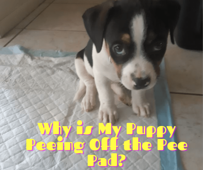 Does your puppy pee next to the pee pad?