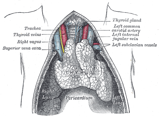 T cells are made in the red bone marrow but mature in the thymus gland.