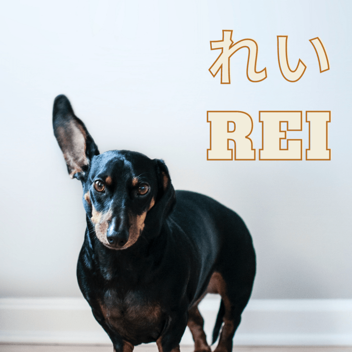 100+ Cute Japanese Dog Names for Your Pet - PetHelpful ...
