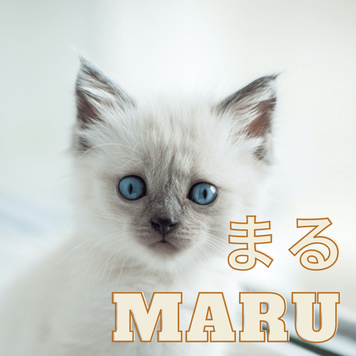100+ Cute Japanese Cat Names for Your Pet PetHelpful