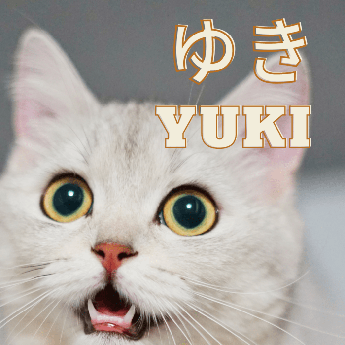 100 Cute Japanese Cat Names For Your Pet PetHelpful