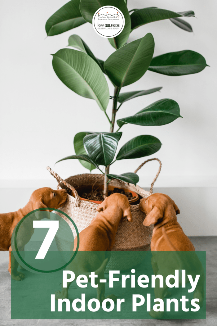 There are many dog-safe house plants and cat-safe indoor plants that add greenery and beauty to your home while helping to clean the air and keep your indoor air quality high.
