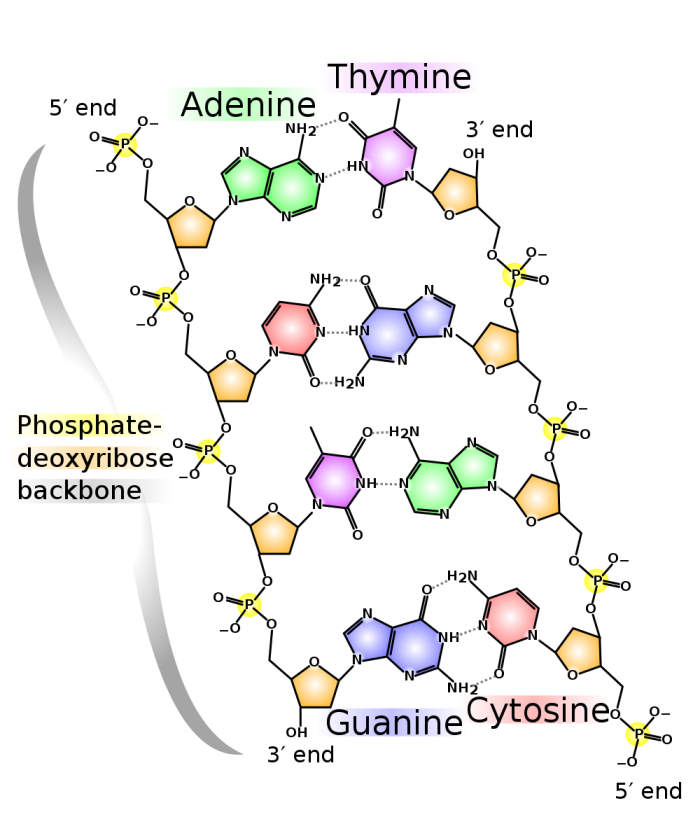 A section of a DNA molecule
