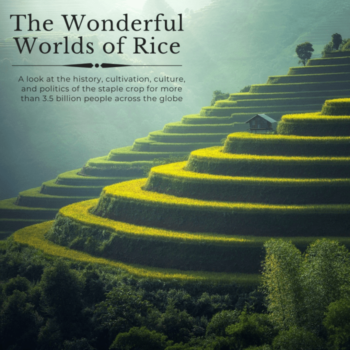 This article will take a deep dive into the origins, cultivation, culture, and politics of rice, the most widely consumed crop on the planet.