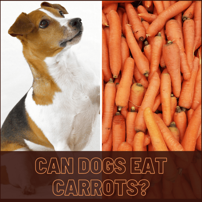 Are Carrots Good for Dogs? PetHelpful By fellow animal lovers and experts