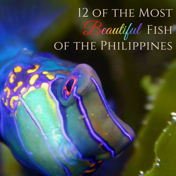 This article will list 12 of the most gorgeous and wonderful fish that live around the Philippine islands.