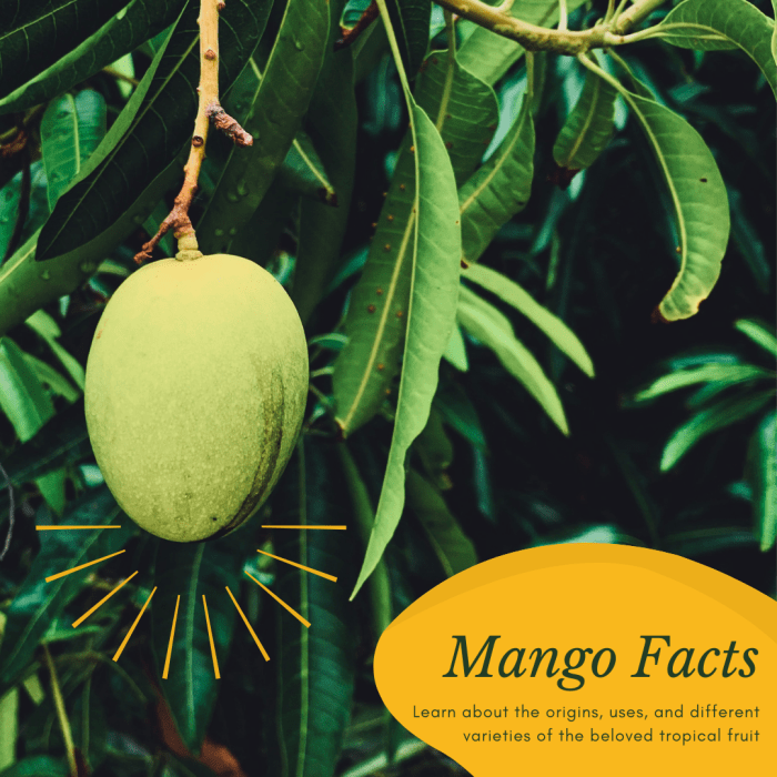 This article will provide a wealth of information about where mangoes came from, what they can look like, and how they can be used.