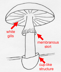 A diagram of a labeled Death-cap mushroom. It is better to error on the side of caution. Never assume that a mushroom is safe, only professionals can truly tell.