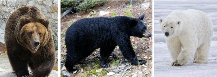 Left to right: . Ursus arctos, Ursus americanus, Ursus maritimus. These are very similar animals but each is unique,