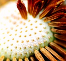 Adapted from above photo: This image shows the barbs on the end of the little parachutes. The holes remaining after the little parachute's release is a treat revealed through the use of macrophotography.