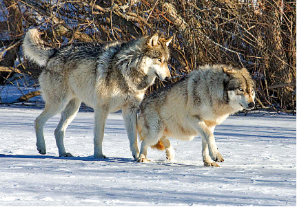 The Beta Wolf using his position to dominate a lower ranked individual. They can be identified by their bold markings, although they are less boldly marked than the Alphas.