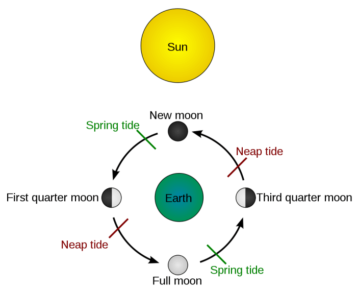 Tides schematic. Due to the bathymetry of some areas, neap and spring tides reach their maximum force 2 days after the first quarter moon, third quarter moon and new moon, full moon, respectively. In the absence of complications due to bathymetry, sp
