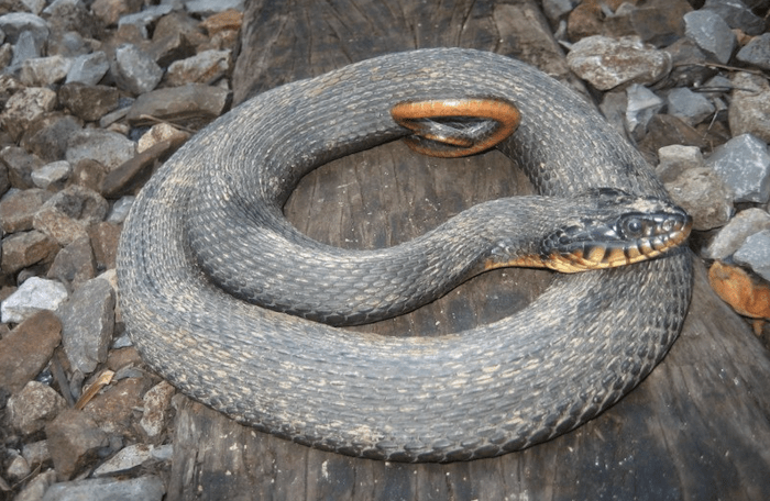 26 Endangered Species in Michigan - HubPages