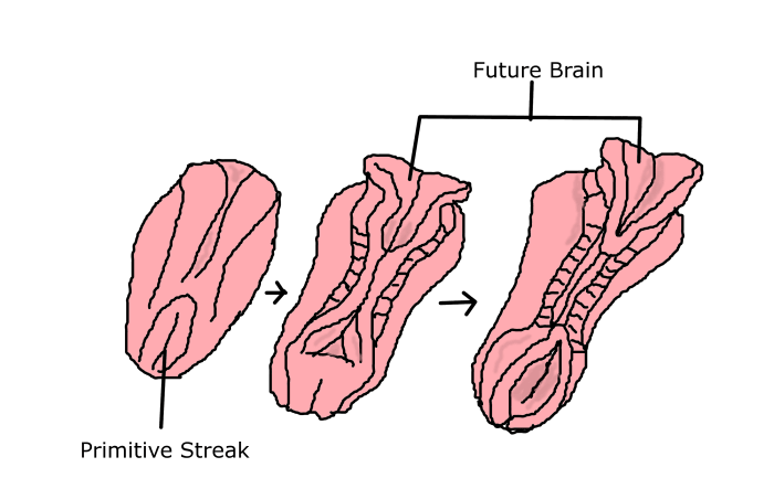 The embryo undergoes major changes at 5 weeks of pregnancy. All the cell layers are in place to create the baby's organs.