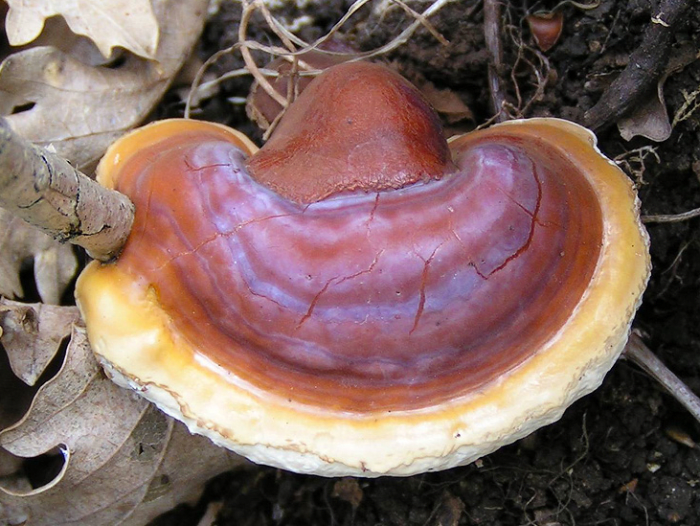 The lingzhi or reishi mushroom is renowned in TCM as an herb for enhancing longevity and the spirit.