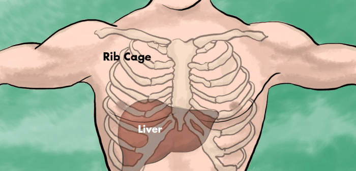 Liver Pain Location Causes And Treatment HubPages   Liver Pain Location Causes And Treatment 