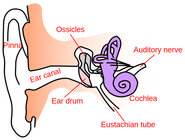 An illustration of the parts of the ear. Ear wax typically builds up in the ear canal. Cerumen is excreted by the sebaceous glands of the canal.