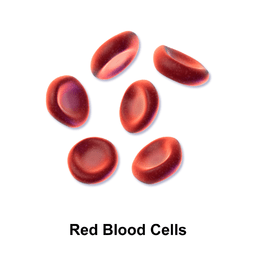 Red blood cells