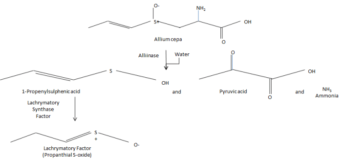 This shows the chemistry behind why onions make you cry on a molecular level. (Part 1)