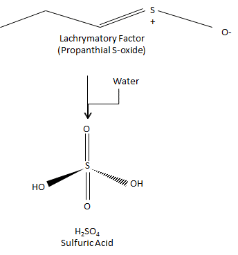 This shows the chemistry behind why onions make you cry on a molecular level. (Part II)