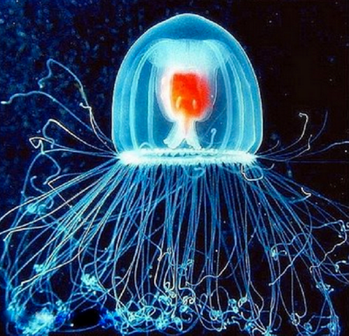Tropical varieties have about 30% less tentacles than those living in more temperate waters.